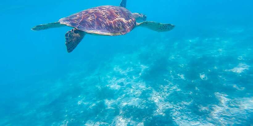 Cebu: Sumilon Sand Bar, Whale Sharks & Sardines Snorkeling - Moalboal Sardine Run: bait balls, quick snorkel time, and turtles
