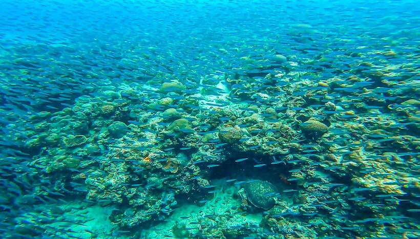 Cebu: Sumilon Sand Bar, Whale Sharks & Sardines Snorkeling - What to bring so you’re not stuck mid-day