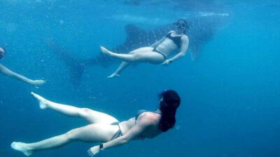 Cebu: Whale Shark, Inambakan Falls & Moalboal Sardine Tour - Pickup and Timing: Why the Day Can Feel Longer Than It Looks