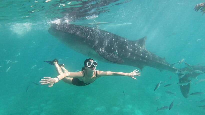 Cebu: Whale Shark, Inambakan Falls & Moalboal Sardine Tour - Moalboal Sardine Run: Snorkeling That Feels Like a Moving Wall of Fish