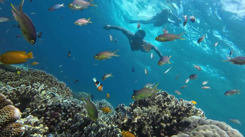 Cebu: Whale Shark, Inambakan Falls & Moalboal Sardine Tour - Water Shoes, Sunscreen, and the Small Stuff That Saves the Day
