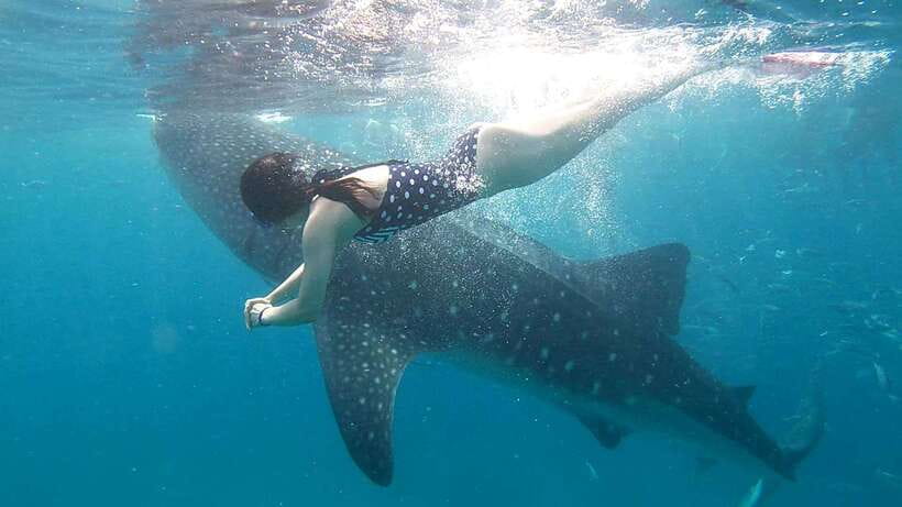 Cebu: Whale Shark, Inambakan Falls & Moalboal Sardine Tour - What’s Included vs. What Costs Extra (And Why It Matters)