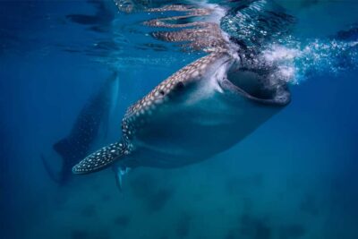 Cebu: Whale Shark, Monkey Sanctuary, & Moalboal Snorkel Tour - Early Start Math: Getting From Cebu to Oslob and Moalboal