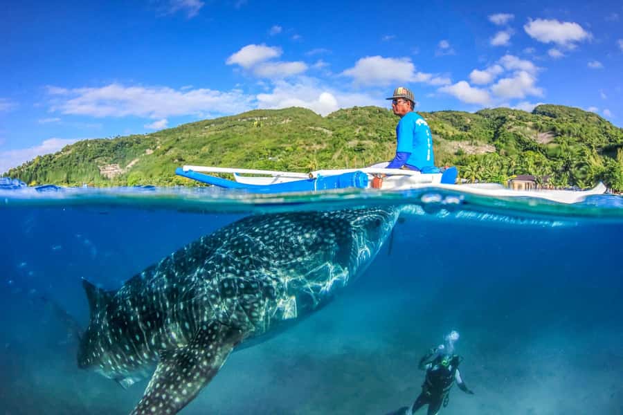 Cebu: Whale Shark, Monkey Sanctuary, & Moalboal Snorkel Tour - Monkey Sanctuary in Oslob: Feed, Watch, and Take Photos