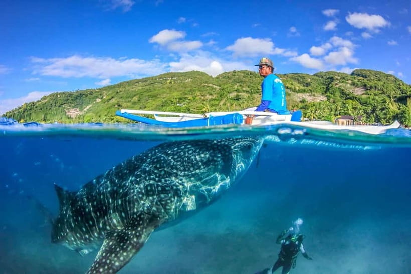 Cebu: Whale Shark, Monkey Sanctuary, & Moalboal Turtles Tour - Key highlights you can plan around