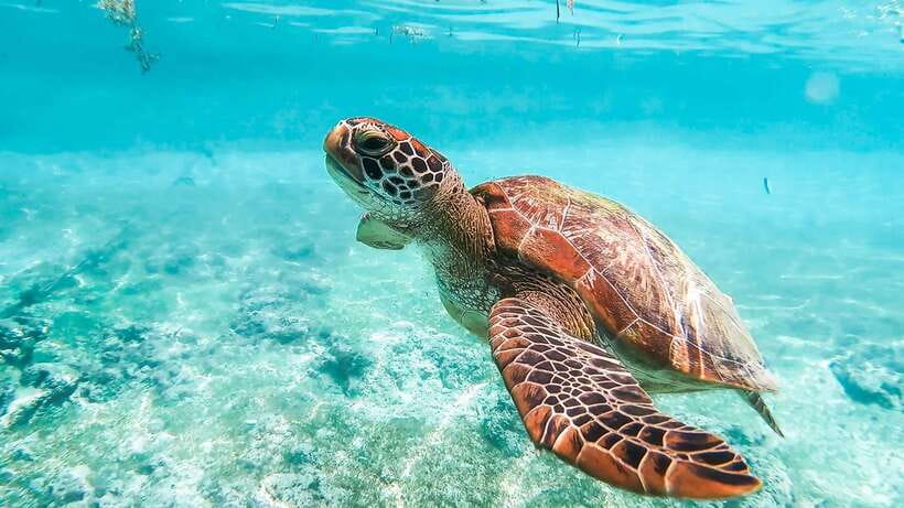 Cebu: Whale Shark, Monkey Sanctuary, & Moalboal Turtles Tour - Oslob whale sharks: the swim, the rules, and the chances you’ll get