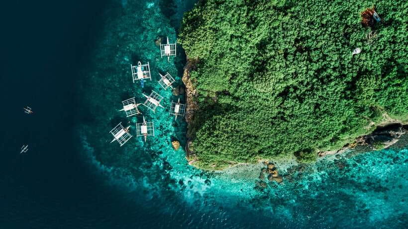 Cebu: Whale Shark, Monkey Sanctuary, & Moalboal Turtles Tour - Moalboal Sardine Run and sea turtles: the marine spectacle you’ll chase all day