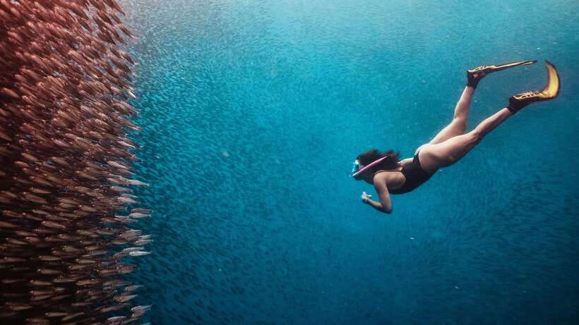 Cebu: Whale Shark, Monkey Sanctuary, & Moalboal Turtles Tour - Food, snacks, and what $127 covers (and what it doesn’t)