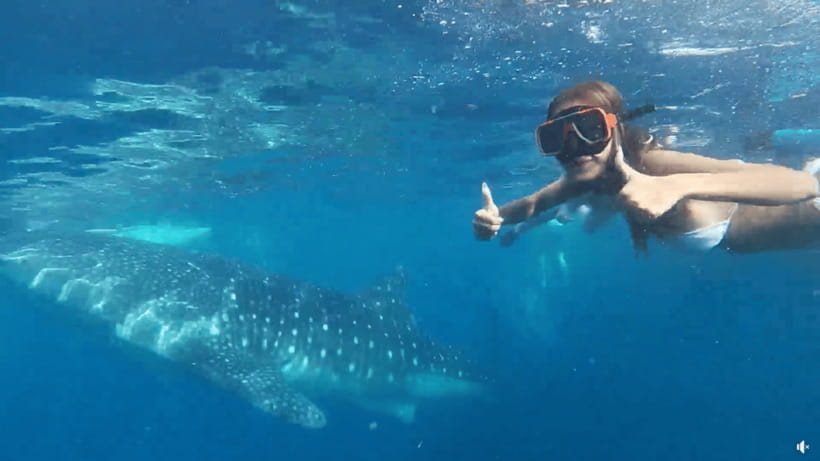 Cebu: Whale Shark Oslob and Moalboal Snorkeling Adventure - Cebu Ocean Day Plan: Whale Sharks to Moalboal Sardines