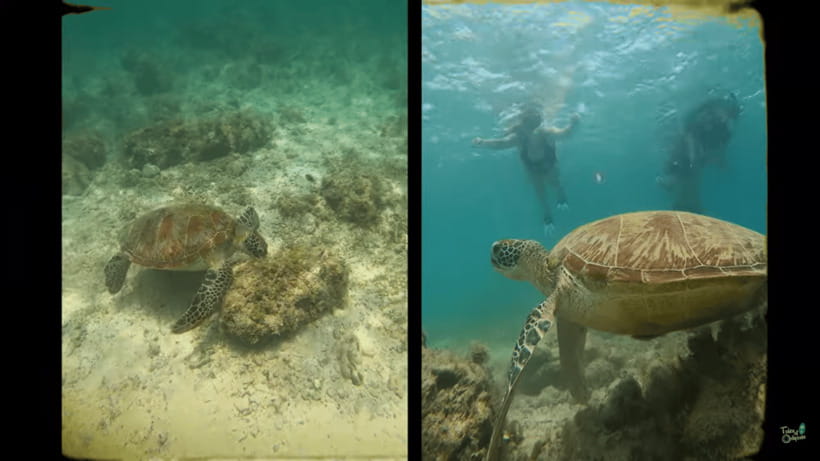 Cebu: Whale Shark Oslob and Moalboal Snorkeling Adventure - Transport and Comfort: Private Car Help vs Cebu Traffic Reality