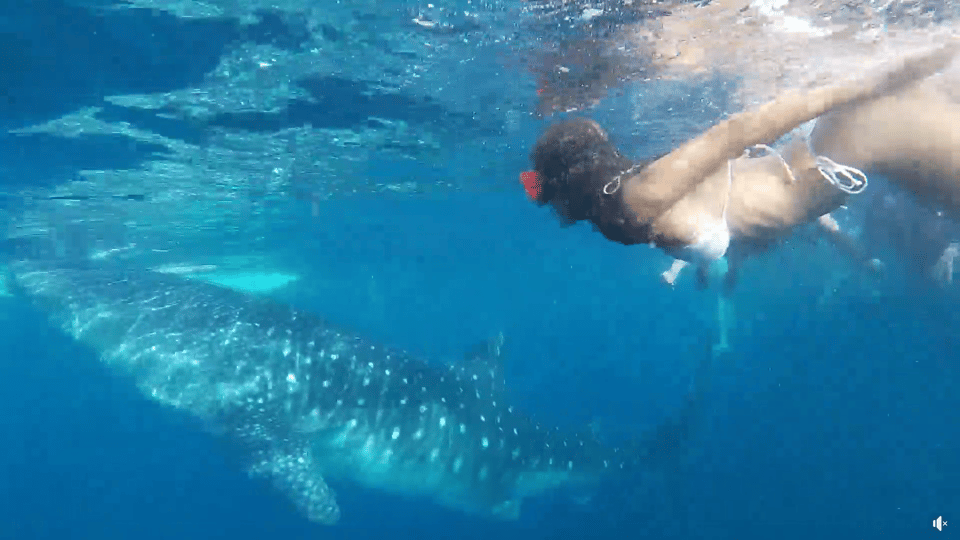 Cebu: Whale Shark Oslob and Moalboal Snorkeling Adventure - Sustainable Tourism Notes That Actually Affect Your Behavior