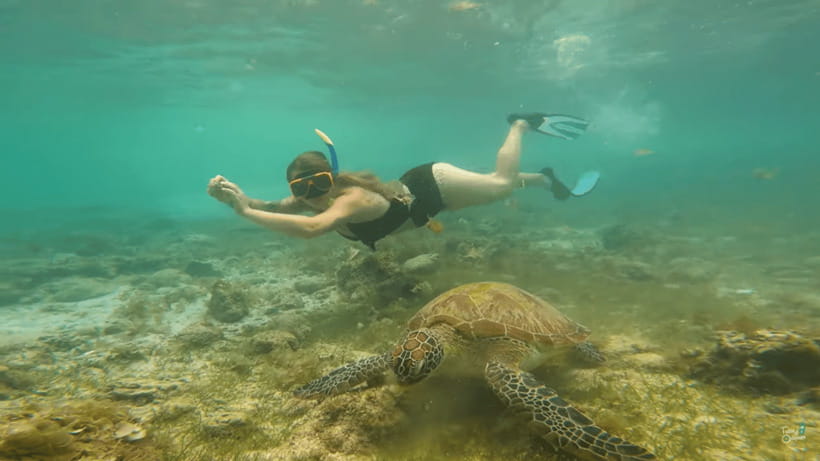Cebu: Whale Shark Oslob and Moalboal Snorkeling Adventure - The 2 a.m. Pickup: Getting There Before Oslob Gets Too Crowded