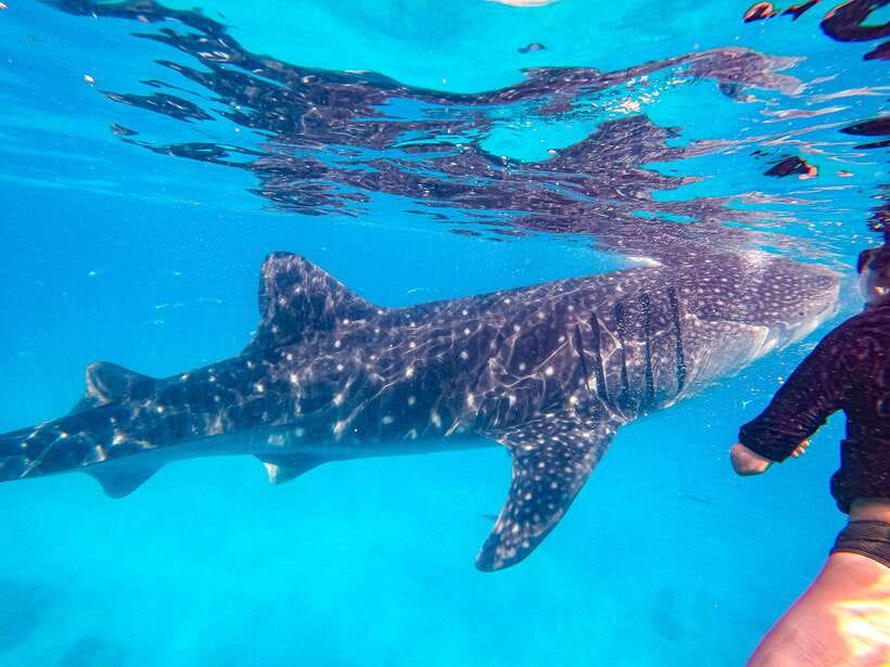 Cebu: Whale Shark Snorkeling & Kawasan Canyoning Tour - Price and value: is $152 a fair deal for this full-day combo?
