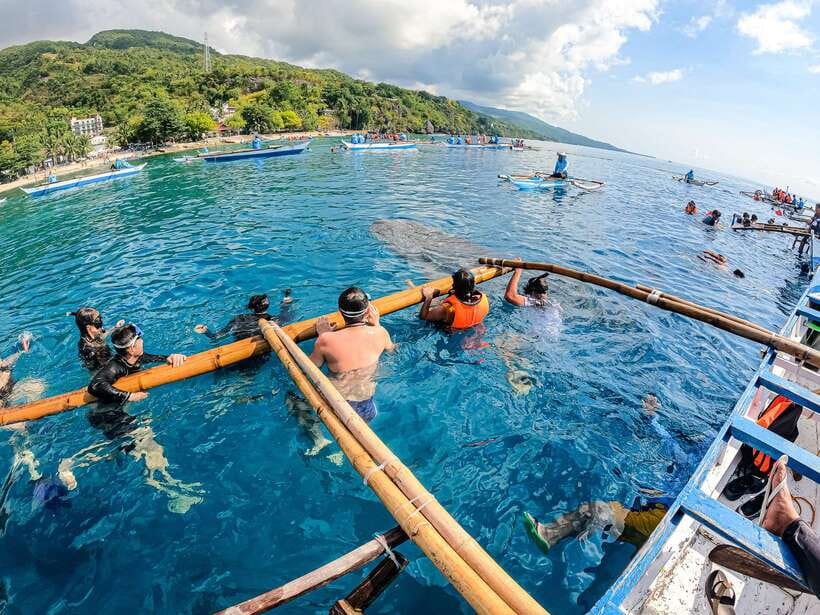 Cebu: Whale Shark Snorkeling & Kawasan Canyoning Tour - Lunch with Kawasan views: lauriat-style, then back into the action