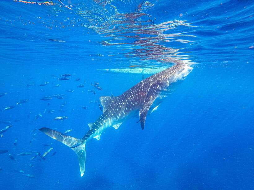 Cebu: Whale Shark Snorkeling & Kawasan Canyoning Tour - The 2:00–4:00 a.m. Cebu pickup: why it starts early and how to make it bearable