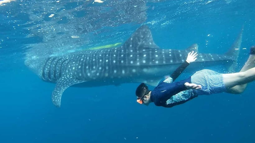 Cebu: Whale Shark Swim and Kawasan Canyoneering Tour - Sunrise Whale Sharks in Oslob: Early Pickup, Real Waiting, Big Reward