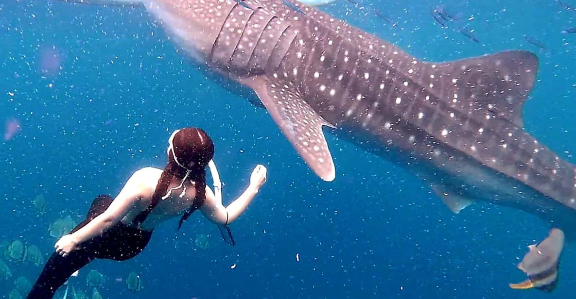 Cebu: Whale Shark Swim and Kawasan Canyoneering Tour - Kawasan Falls: Turquoise Pools, Slides, and Optional Adrenaline
