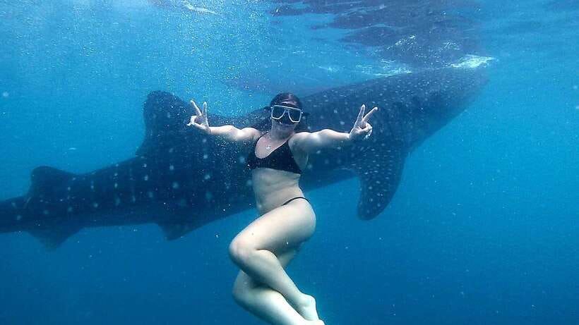 Cebu: Whale Shark Swim, Kawasan Falls & Moalboal Sardine Run - Key things you should know upfront