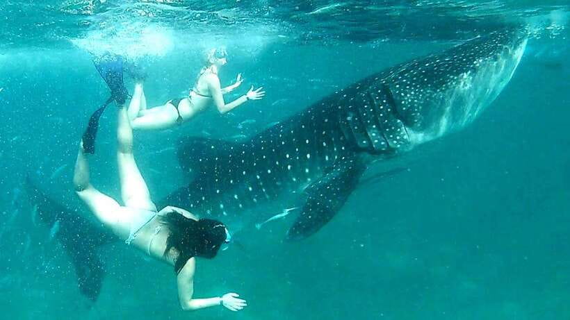 Cebu: Whale Shark Swim, Kawasan Falls & Moalboal Sardine Run - A Cebu Day That Jumps Between Big Hits (and Why That Works)