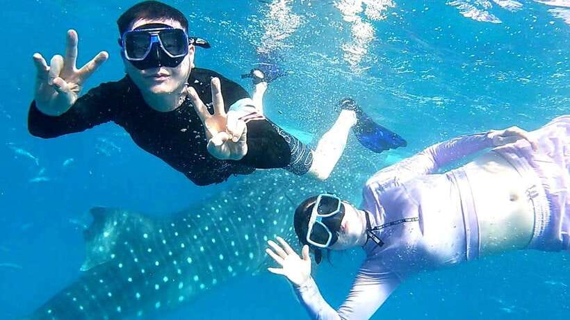 Cebu: Whale Shark Swim, Kawasan Falls & Moalboal Sardine Run - Oslob Whale Sharks: Seeing Them Up Close Without Cutting Corners