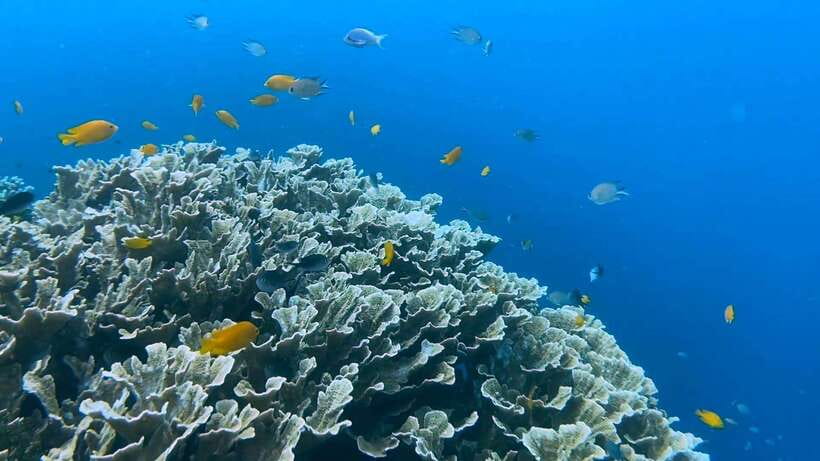 Cebu: Whale Shark Swim, Kawasan Falls & Moalboal Sardine Run - Kawasan Falls in Badian: The Hike, the Swim, and the Beach Meal