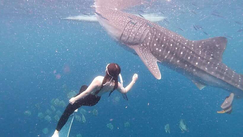 Cebu: Whale Shark Swim, Kawasan Falls & Moalboal Sardine Run - Timing and Comfort: This Is a 1-Day “Go” Plan
