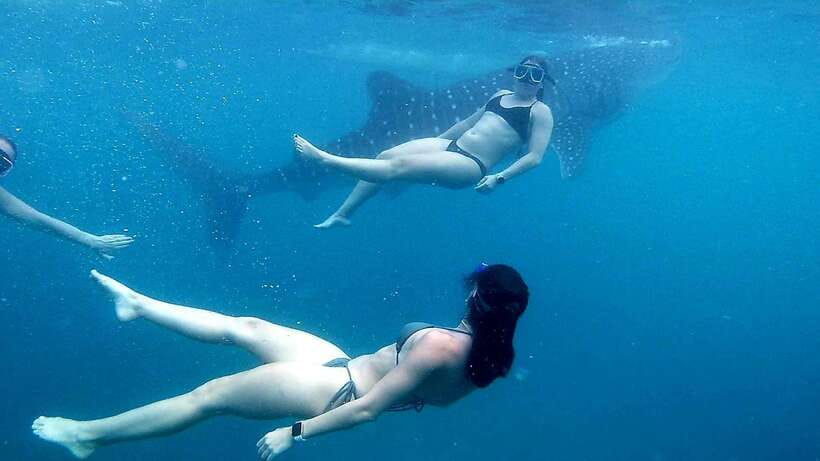 Cebu: Whale Shark Swim, Kawasan Falls & Moalboal Sardine Run - Early Pickup and the Long Morning Build-Up