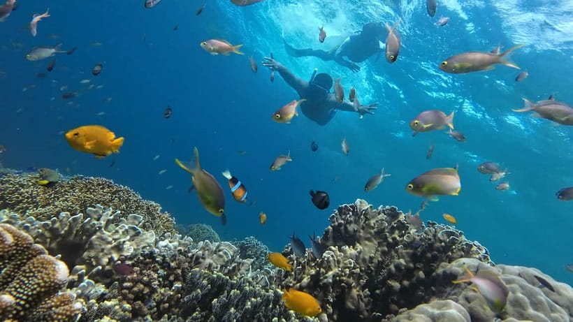 Cebu: Whale Shark Swim, Kawasan Falls & Sardine Run - One long day, three natural highlights: how this Cebu route pays off