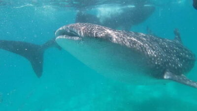 Cebu: Whale Shark Swim, Kawasan Falls & Sardine Run - 2–3 AM pickup and 120 km of driving: the reality check