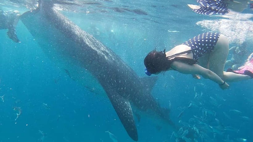 Cebu: Whale Shark Swim, Kawasan Falls & Sardine Run - Badian and Kawasan Falls: turquoise pools with slippery-rock planning