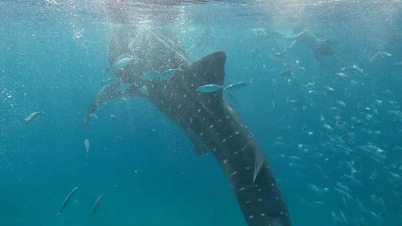 Cebu: Whale Shark Swim, Kawasan Falls & Sardine Run - Moalboal Sardine Run and turtles: what a 45–60 minute snorkel really means