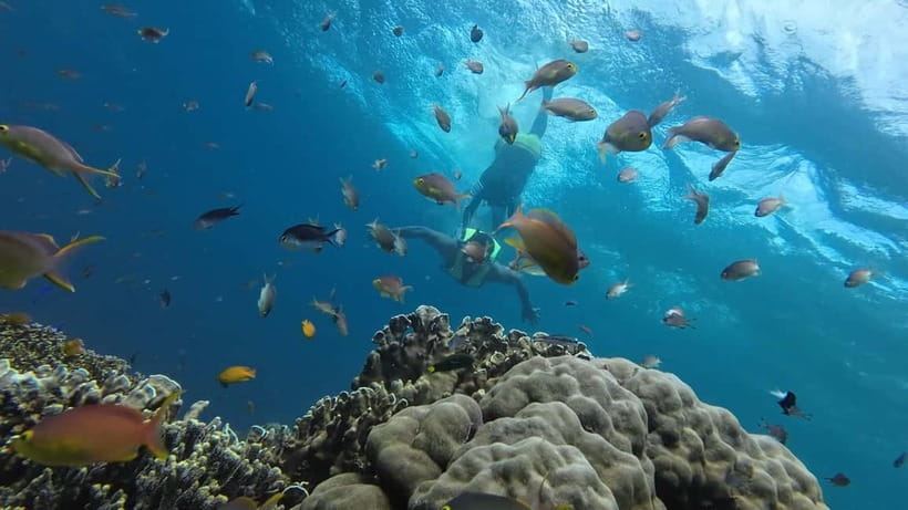 Cebu: Whale Shark Swim, Kawasan Falls & Sardine Run - The value check: what you get for about $135