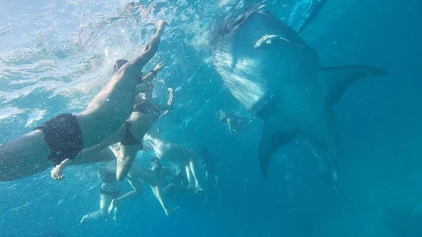 Cebu: Whale Shark Swim, Kawasan Falls & Sardine Run - How to pack like you’re on a Cebu day marathon