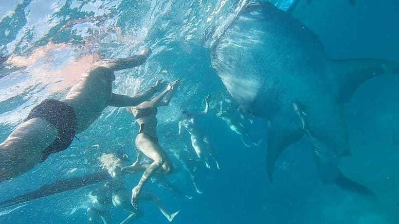 Cebu: Whale Shark Swim, Kawasan Falls & Sardine Run - Who this tour suits (and who should rethink it)