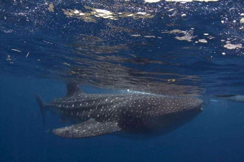 Cebu: Whale Shark Swimming, Sumilon Island and Kawasan Falls - The big picture: three icons of South Cebu in 12 hours