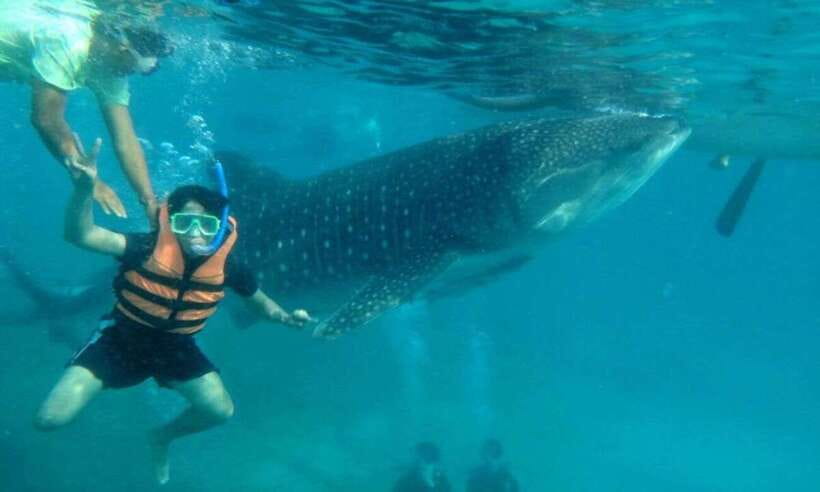 Cebu: Whale Shark Swimming, Sumilon Island and Kawasan Falls - The Oslob waiting game: 2–3 hours of peak-season reality