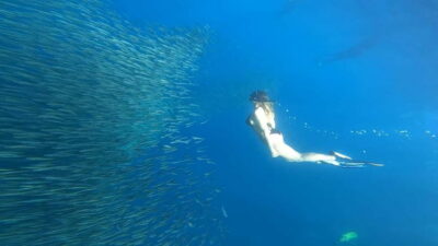 Cebu: Whale Sharks, Kawasan Falls, & Sardines Run Snorkeling - The early start: why the schedule feels intense