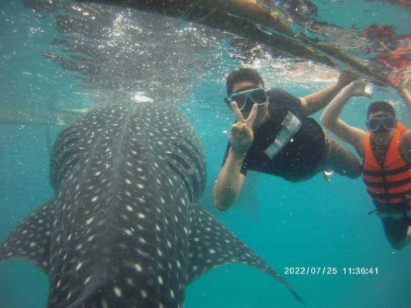 Cebu: Whale Sharks, Kawasan Falls, & Sardines Run Snorkeling - Tips for better whale shark photos (without losing your spot)