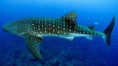 Cebu: Whaleshark Encounter, Sumilon Sandbar & Tumalog Falls - Getting picked up and back: the logistics that matter