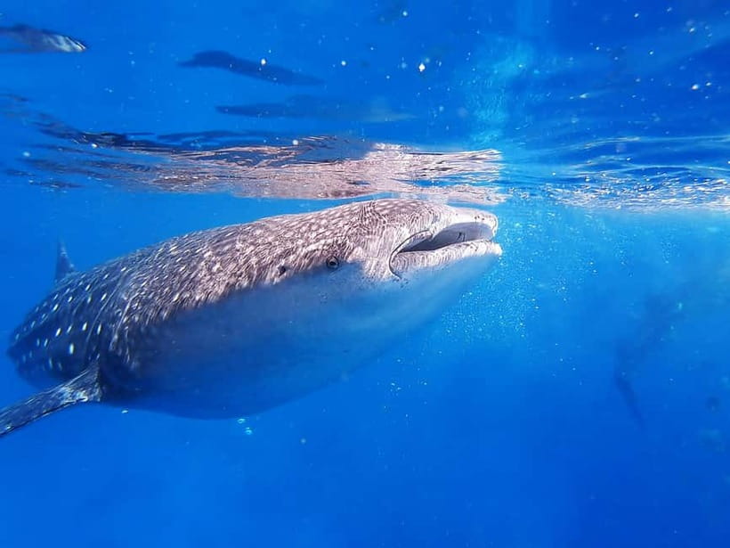 Cebu: Whaleshark Encounter, Sumilon Sandbar & Tumalog Falls - Price and value: is $108 a fair deal?