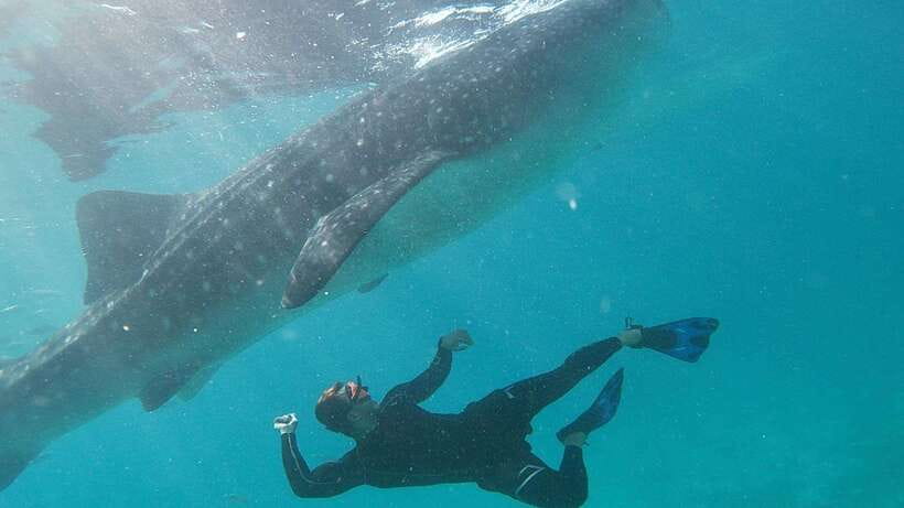 Cebu: Whaleshark Encounter, Tumalog Falls & Sumilon Sandbar - The Big Picture: Why This Cebu Day Works