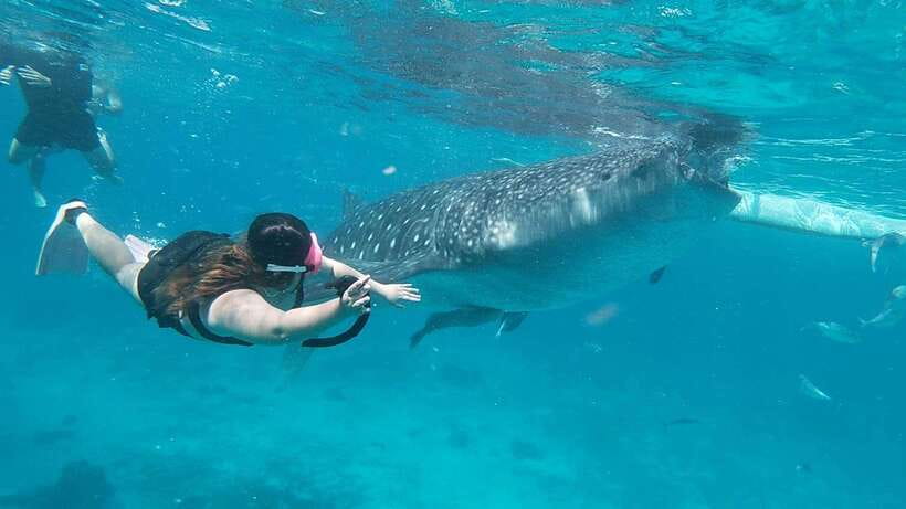 Cebu: Whaleshark Encounter, Tumalog Falls & Sumilon Sandbar - The Whale Shark Reality Check: Crowds, Waiting, and Staying Calm