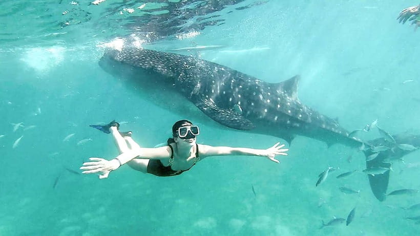 Cebu: Whaleshark Swimming & Kawasan falls Canyoneering Tour - Key things you should know before you go