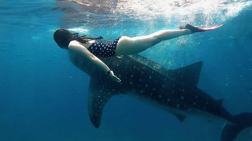 Cebu: Whaleshark Swimming & Kawasan falls Canyoneering Tour - The big idea: two Cebu icons, one nonstop schedule