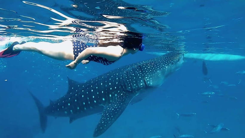 Cebu: Whaleshark Swimming & Kawasan falls Canyoneering Tour - Oslob whale sharks: how the priority system actually affects your day