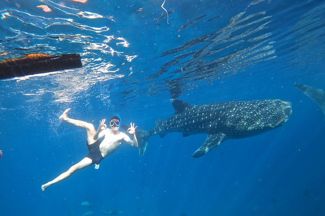 Cebu Whaleshark Tour - Key highlights worth planning around