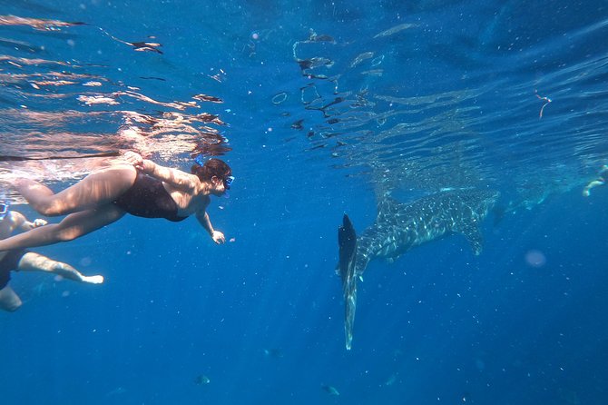 Cebu Whaleshark Tour - The 4:00 am start from Cebu: why it’s worth setting an alarm