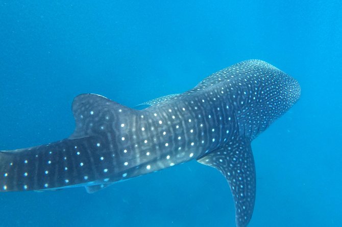 Cebu Whaleshark Tour - Price and value: what you pay $130 for, and what comes separately