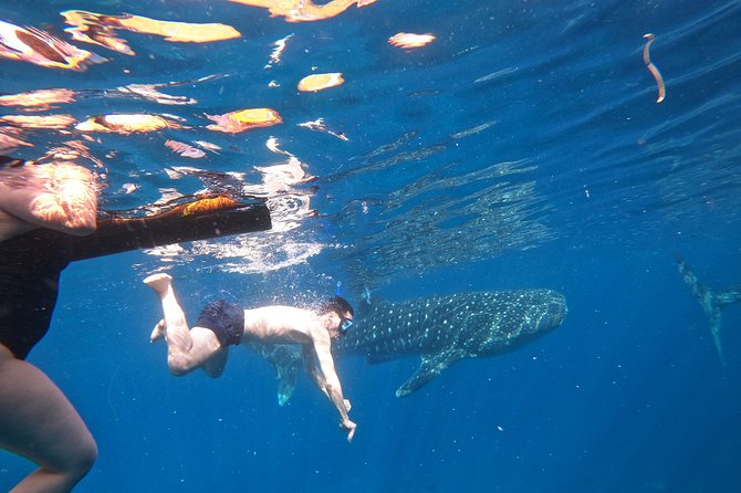 Cebu Whaleshark Tour - Final call: should you book it?