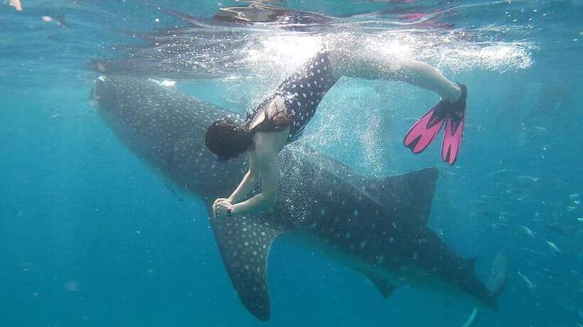 Cebu: WhaleShark , Tumalog Falls, & Sardine Run Snorkeling - Sea turtles: calm, close, and worth respecting